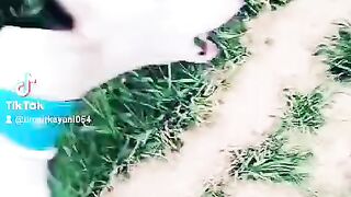 Hunting dog
