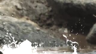 River crocodiles eat big