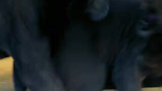 Lions fight for power