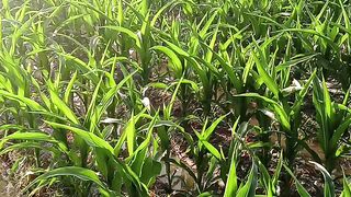 Iregation o f maiz crop in my sweet villag Chak 35/2-L Okara