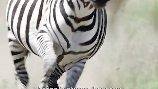 Failed to get zebra