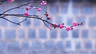 NATURE RELAX MUSIC