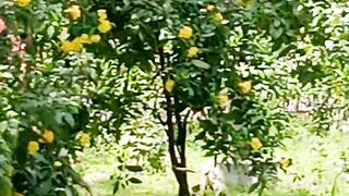 একটি নতুন সুন্দর দৃশ্য