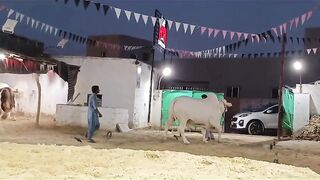 Mirza H&H