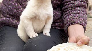 dog kid eatting pasta nudels