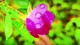 Rose flower