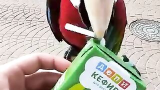 Thirsty parrot
