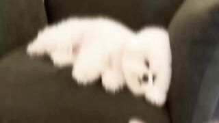 Cute Dog