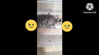 Cat animal cute foryou