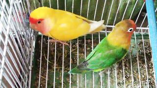 Love birds fun????
