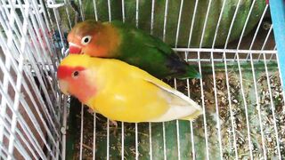 Love birds love story ????
