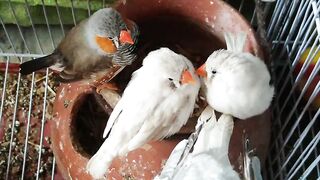 Birds tell us what they need and warn us of impending danger, should we choose
