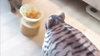 What you doing if this Chonk tries to steal your lunch?