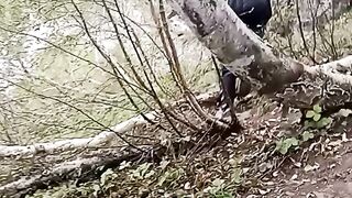 beauty of the forest