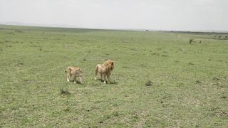 Video of a Lion and a Cub Walking