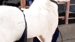 #azgoatfarm #pakistansimba  #goatgoat #goatbaby