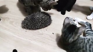 FUNNY CATS VIDEO