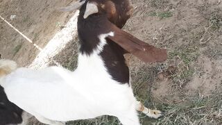 i bought new goat