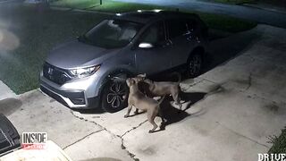Dogs Cause $3,000 in Car Damage After Trying to Catch Cat.