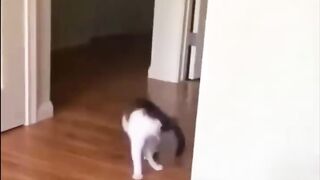 Cat Subscribe Our Channel