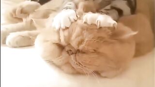 Cat Subscribe Our Channel