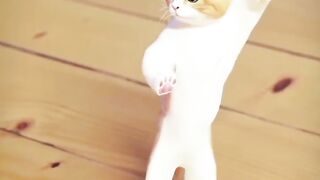 Funniest Videos 2024 ???? Funny Cats ???? #cute #cat #short #24