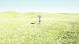 Photosynthesis in plants