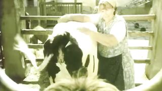 DOCTOR WITH COW HAVE FUN