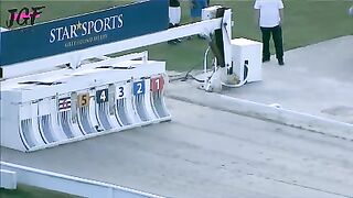 Greyhound dog racing