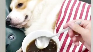Funny and animals video hd