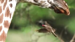 AMAZING ANIMAL IN THE WORLD
