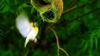 "Enchanting Moment: Sparrow Enters Its Home!"
