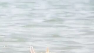 AMAZING FISH HUNTING BIRDS NEVER SEEN BEFORE