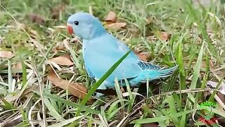 Ringneck_Parrot_Videos_Compilation(360p).