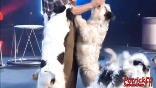 Dancing with your dog