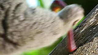 WHAT IS HAPPENING IN JUNGLE