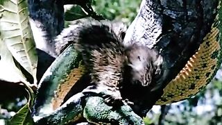MONKEY AND SNACK FIGHTING AT THE TREE