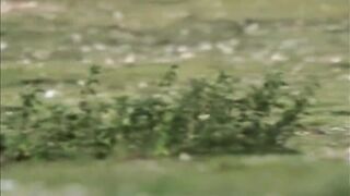 RABBIT RUNING FOR LIFE