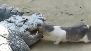 CAT AT THE CROCKDILE