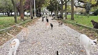 Ringneck_Parrot_Videos_Compilation(360p).