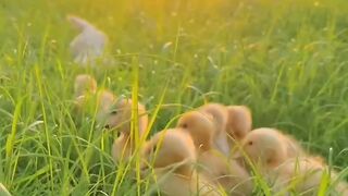 Cute pets