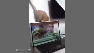 10 Minutes Video of Funny Cats