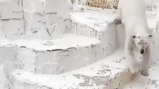 Polar bears