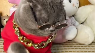 Cat video