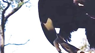 EAGLE HUNT JUNGLE GOAT