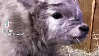 Hungry baby