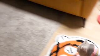 A cat joyfully launches himself ???????? into a soft, comfy fabric pile, reveling in the cozy embrace of the plush material ????????