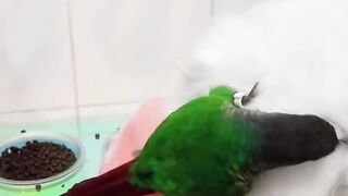 Cat best video