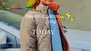 Pet market buy a parrots pairs ????????????#viralvideo#subscribe