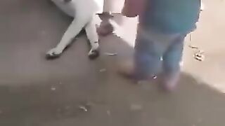 Entertainment video